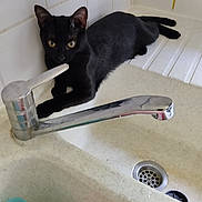 Alouette a rejoint le concours — aidez-le/la à gagner de superbes lots ! black_cat, cat, sink, faucet, bathroom, tile_wall, curious, pet, animal, indoor, resting, paw, eye, whisker, fur, domestic_cat, household, drain, cleaning_supplies, countertop