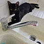 animal, bathroom, black_cat, cat, cleaning_supplies, countertop, curious, domestic_cat, drain, eye, faucet, fur, household, indoor, paw, pet, resting, sink, tile_wall, whisker