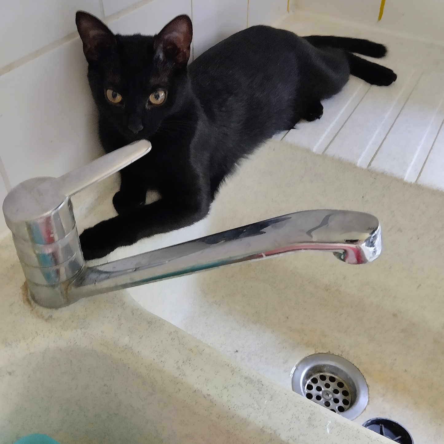 Alouette a rejoint le concours — aidez-le/la à gagner de superbes lots ! animal, bathroom, black_cat, cat, cleaning_supplies, countertop, curious, domestic_cat, drain, eye, faucet, fur, household, indoor, paw, pet, resting, sink, tile_wall, whisker