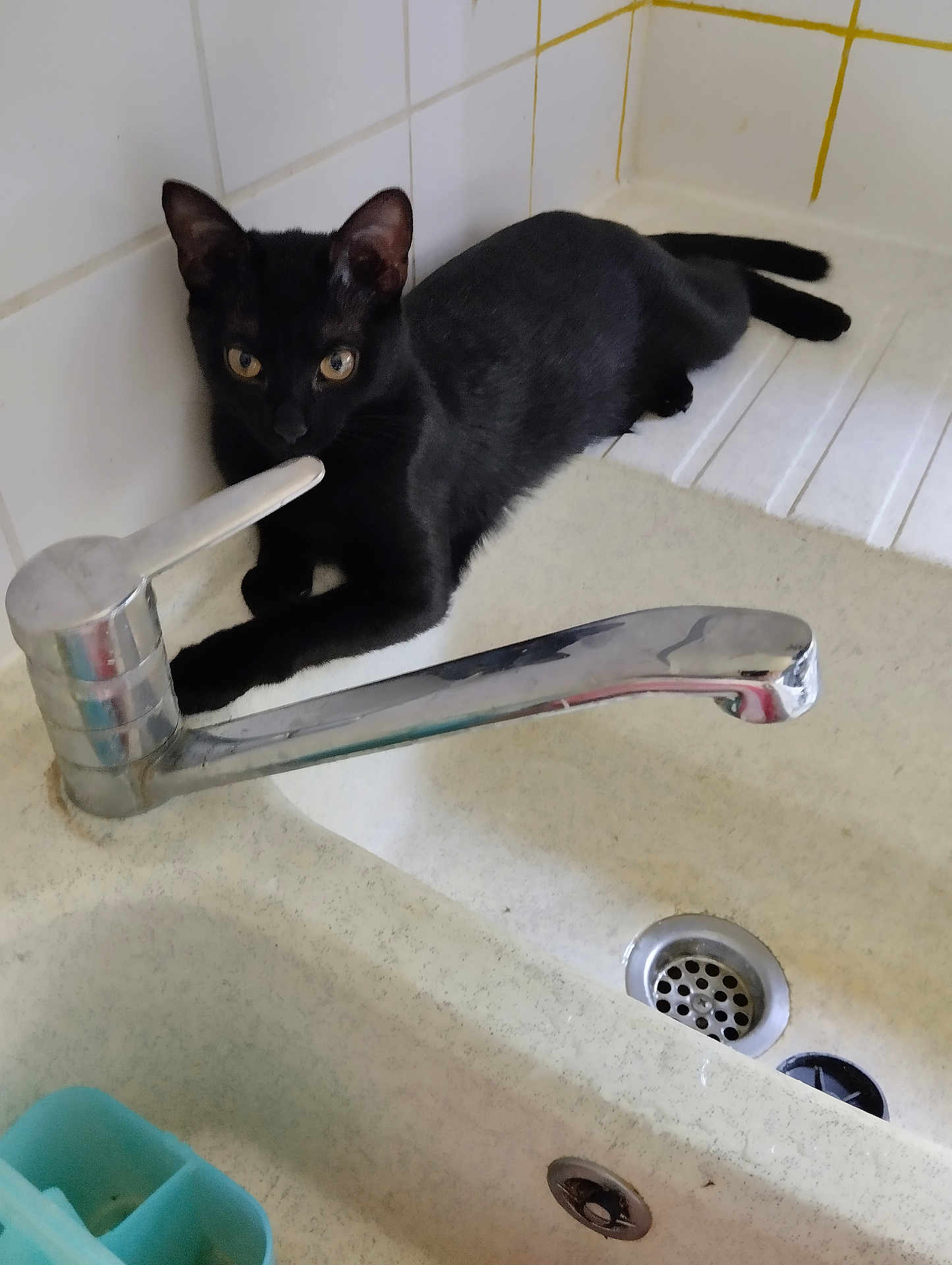 Alouette a rejoint le concours — aidez-le/la à gagner de superbes lots ! black_cat, cat, sink, faucet, bathroom, tile_wall, curious, pet, animal, indoor, resting, paw, eye, whisker, fur, domestic_cat, household, drain, cleaning_supplies, countertop