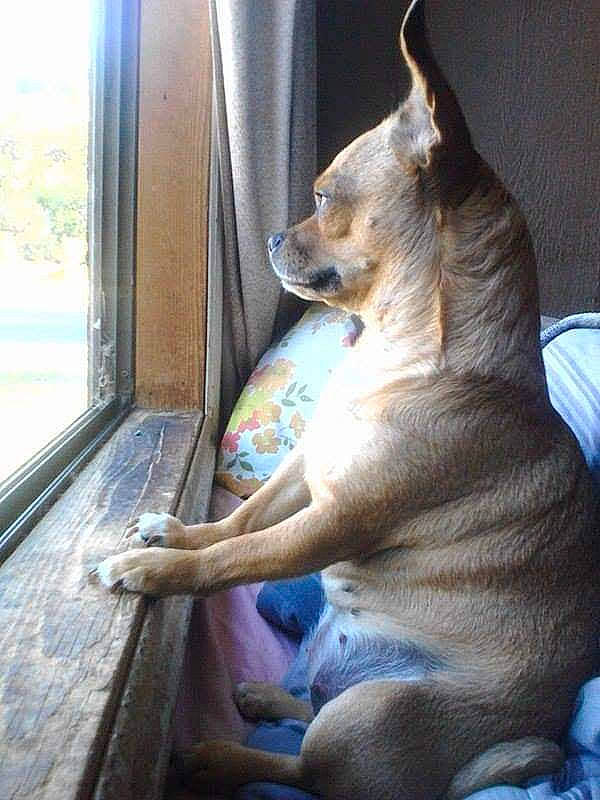 Ellie Mae joined the competition — help win amazing prizes! canidae, carnivore, collar, companion_dog, dog, dog_breed, door, fawn, felidae, fur, guard_dog, non_sporting_group, sitting, small_to_medium_sized_cats, snout, sporting_group, tail, whiskers, window, wood