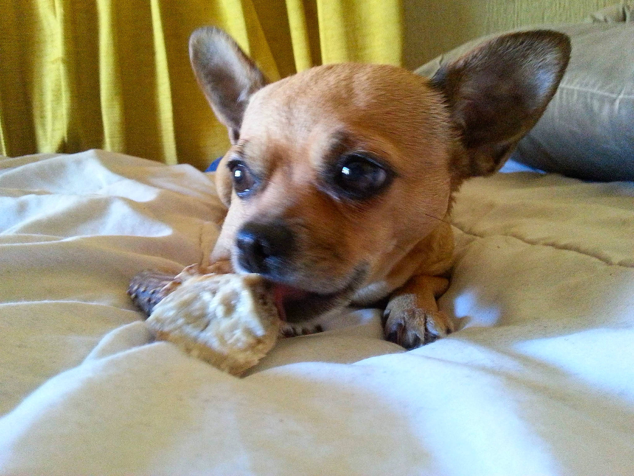 Ellie Mae joined the competition — help win amazing prizes! bored, canidae, carnivore, comfort, companion_dog, dog, dog_breed, dog_supply, ear, eye, fawn, fur, paw, snout, sporting_group, terrestrial_animal, toy_dog, whiskers, wood, working_animal