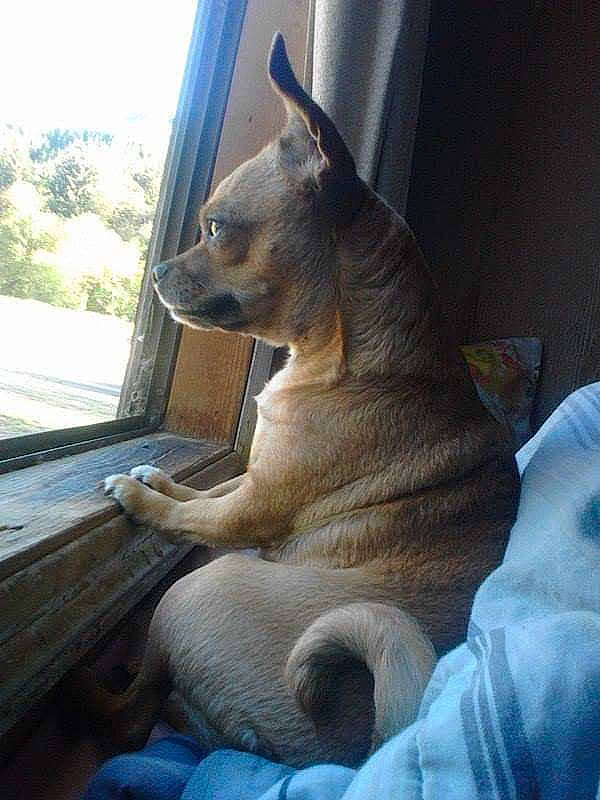 Ellie Mae joined the competition — help win amazing prizes! canidae, carnivore, claw, comfort, companion_dog, dog, dog_breed, fawn, felidae, fur, small_to_medium_sized_cats, snout, sporting_group, tail, terrestrial_animal, tree, whiskers, wildlife, window, wood