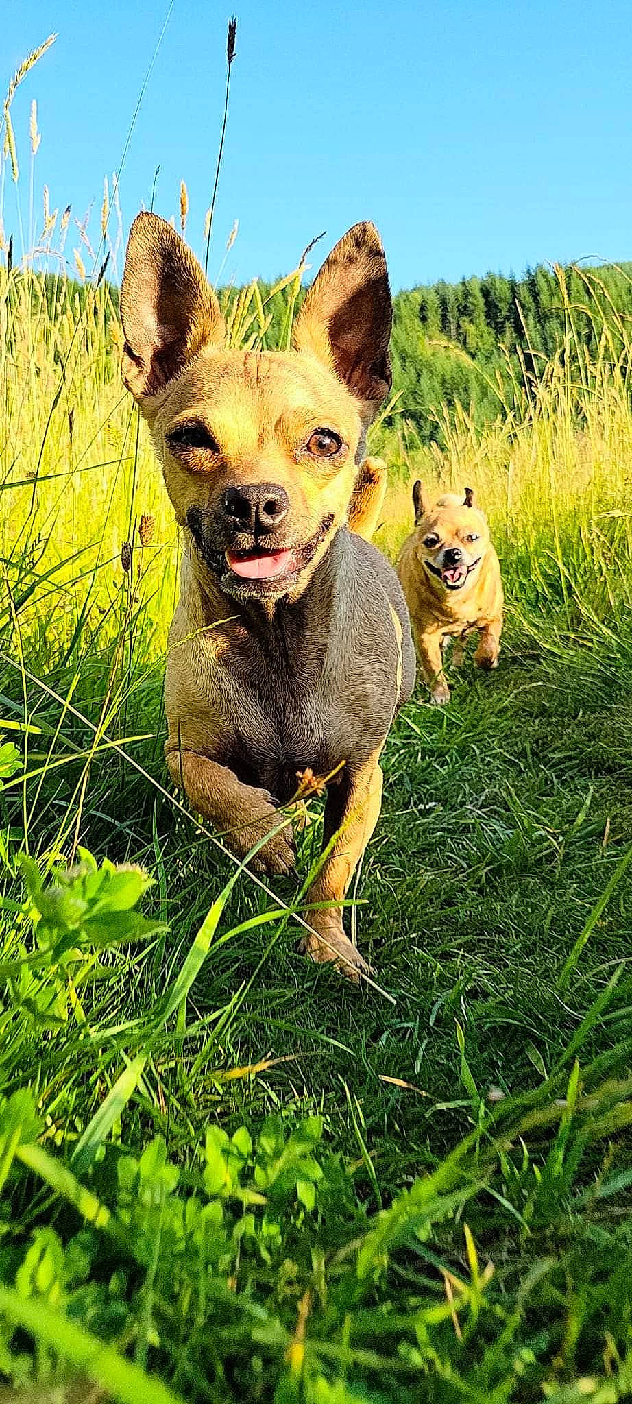 Katie Lynn joined the competition — help win amazing prizes! adventure, canidae, carnivore, chihuahua, companion_dog, dog, dog_breed, fawn, grass, grassland, landscape, natural_landscape, pasture, plant, prairie, sky, snout, terrestrial_animal, toy_dog, whiskers