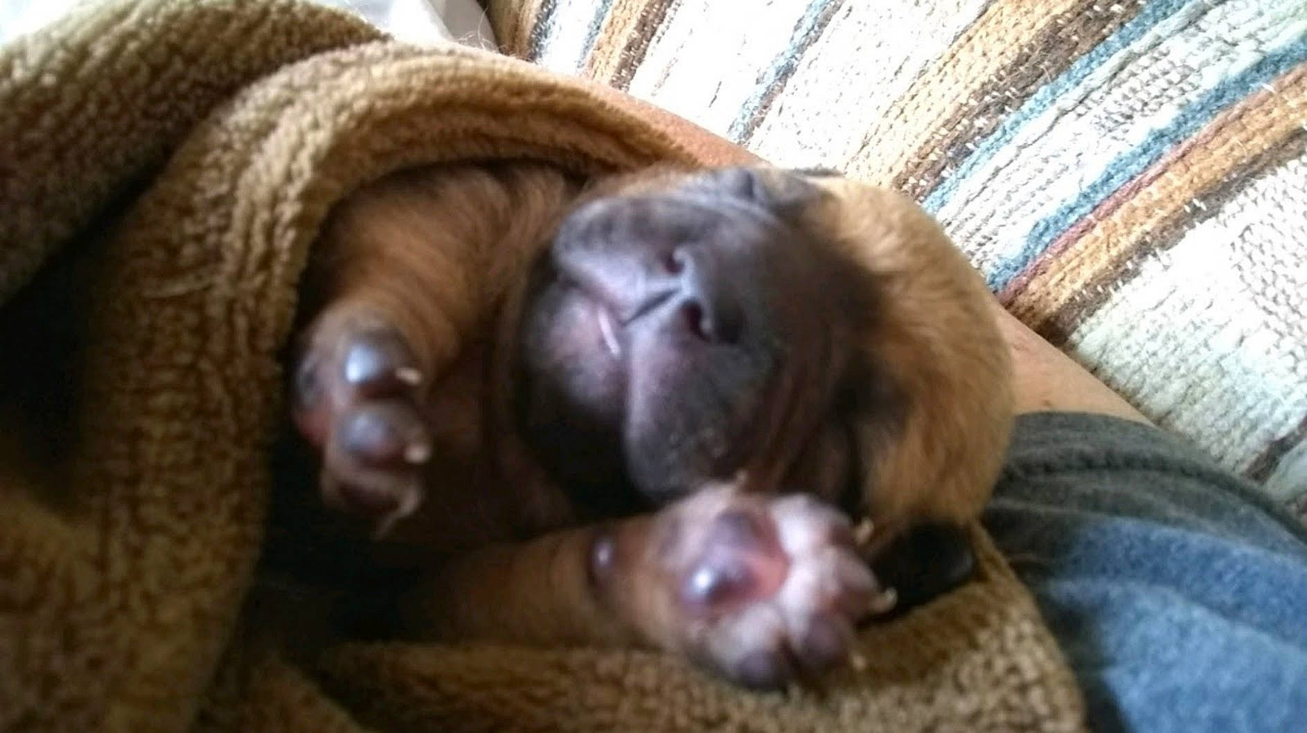 Katie Lynn joined the competition — help win amazing prizes! canidae, carnivore, comfort, companion_dog, dog, dog_breed, ear, fawn, fur, liver, mammal, paw, primate, snout, sporting_group, terrestrial_animal, whiskers, wood, working_animal, wrinkle