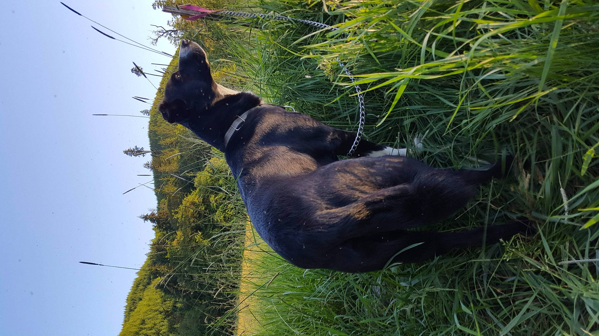 Wilbur Mcnabb joined the competition — help win amazing prizes! carnivore, dog, dog_breed, german_shepherd_dog, grass, guard_dog, hunting_dog, liver, plant, sky, sporting_group, tail, terrestrial_animal, tree, trunk, twig, vegetation, wildlife, working_animal, working_dog