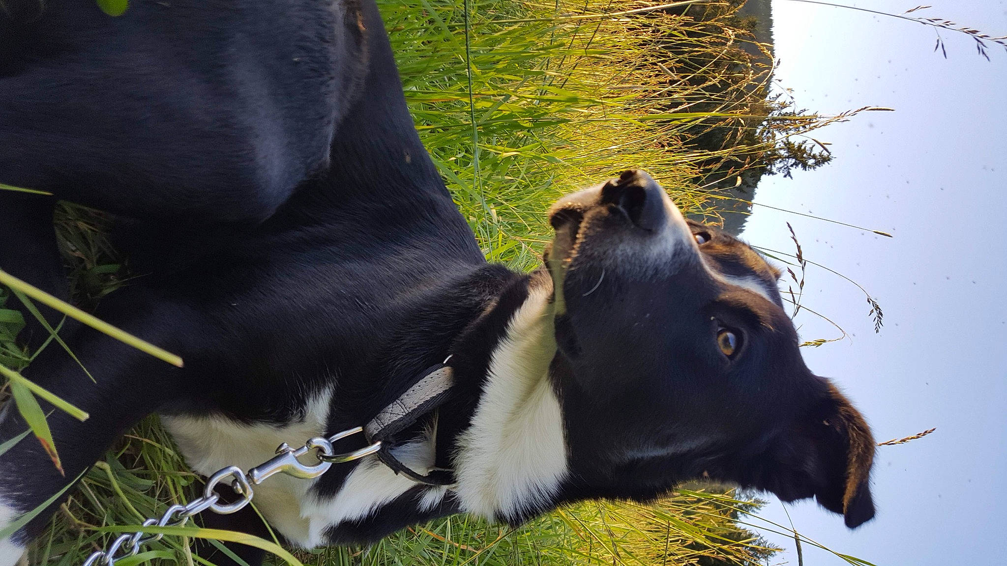 Wilbur Mcnabb joined the competition — help win amazing prizes! bovine, canidae, carnivore, collar, dairy_cow, dog_breed, dog_collar, fur, grass, horn, mammal, plant, snout, sporting_group, tail, terrestrial_animal, tree, vertebrate, whiskers, working_animal