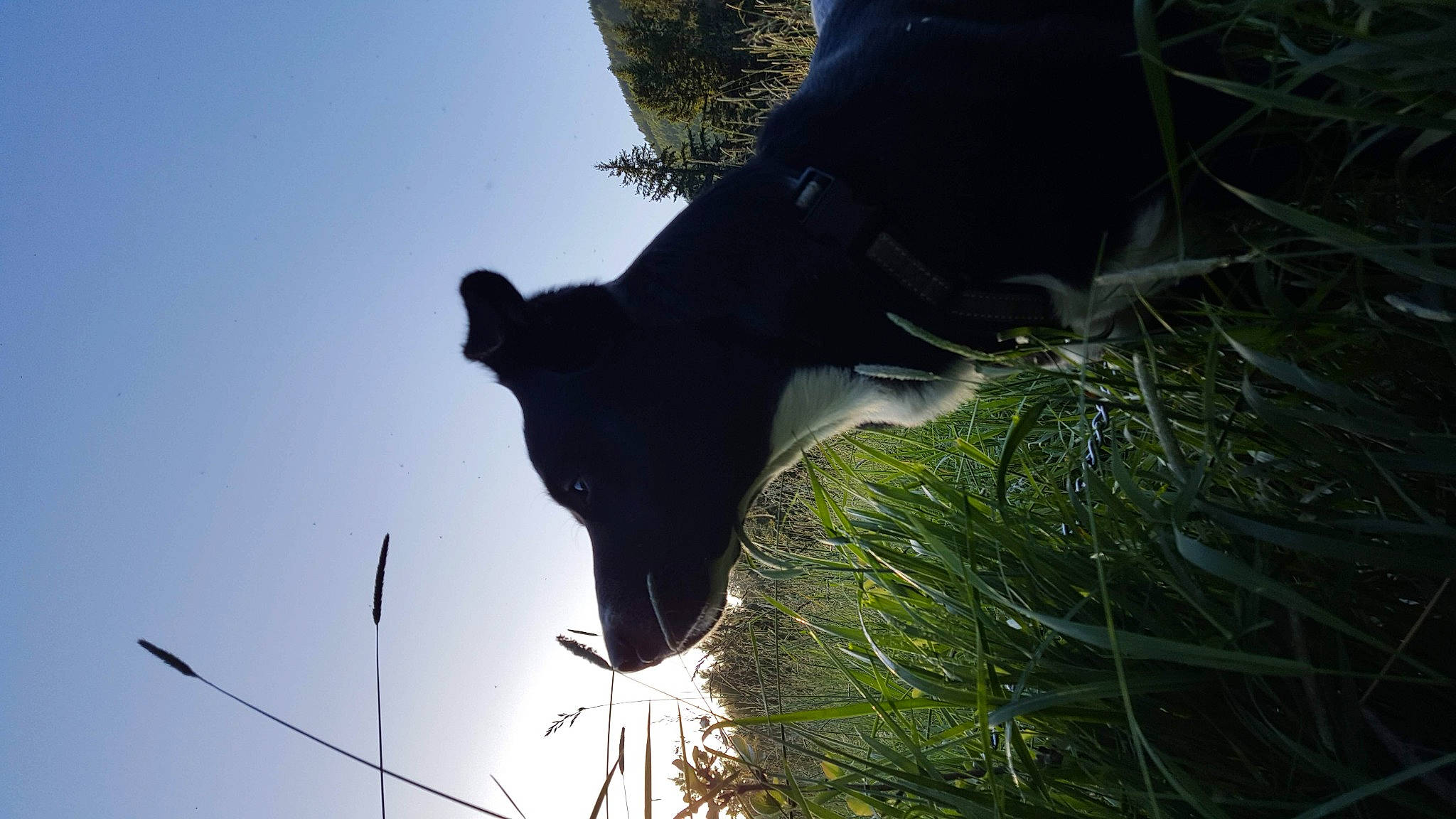 Wilbur Mcnabb is registered to the contest to win money with this photo: backlighting, branch, grass, grassland, herbaceous_plant, landscape, leaf, nature, plant, rock, shadow, sky, sunlight, tail, terrestrial_animal, tints_and_shades, tree, twig, water, wildlife