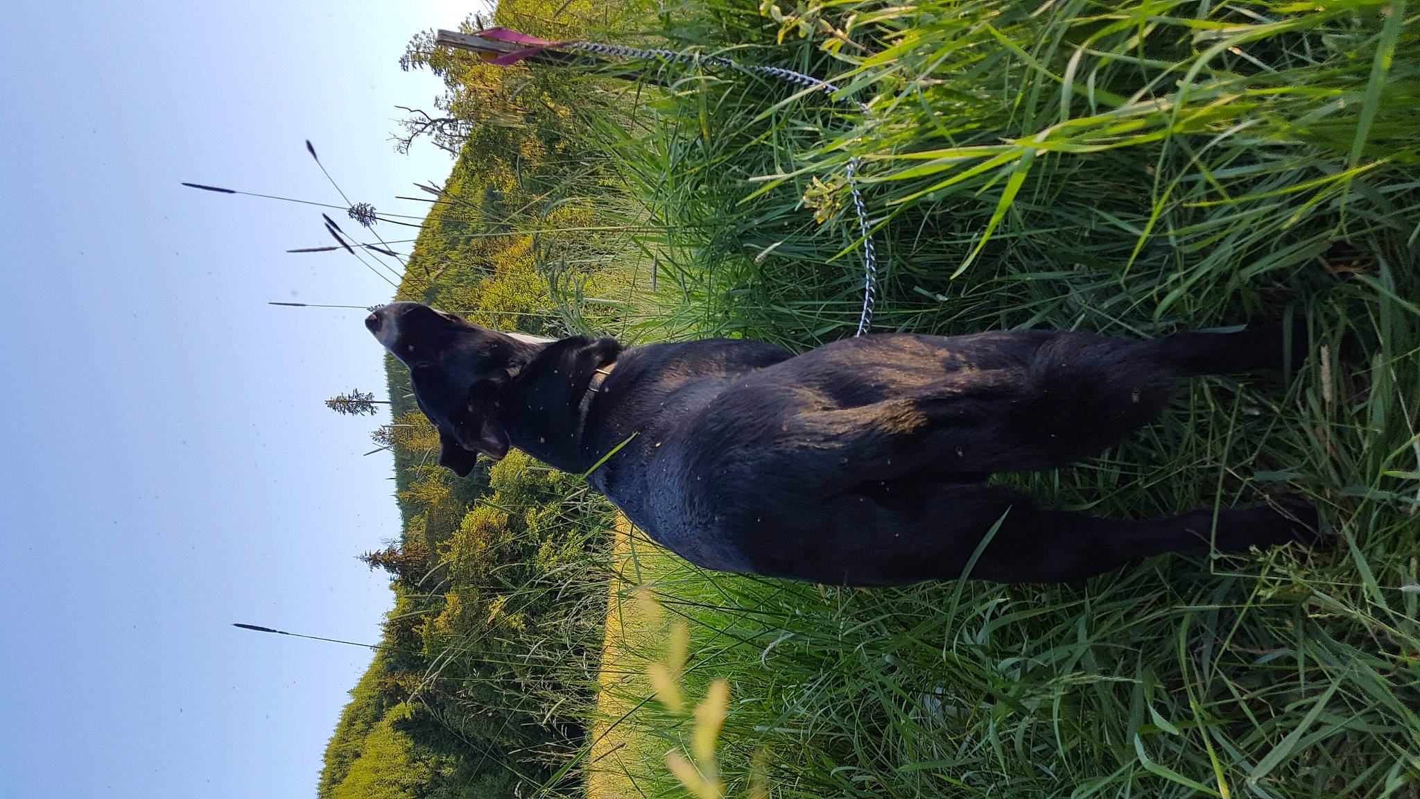 Wilbur Mcnabb is registered to the contest to win money with this photo: carnivore, dog_breed, grass, grass_family, grassland, groundcover, natural_material, plant, shrub, sky, sporting_group, tail, terrestrial_animal, terrestrial_plant, tree, trunk, twig, vegetation, vertebrate, wildlife