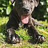 dog, black_dog, tongue_out, grass, outdoor, sunlight, pet, canine, animal, playful, garden, nature, paws, close_up, happy, summer, tongue, lying_down, snout, ears