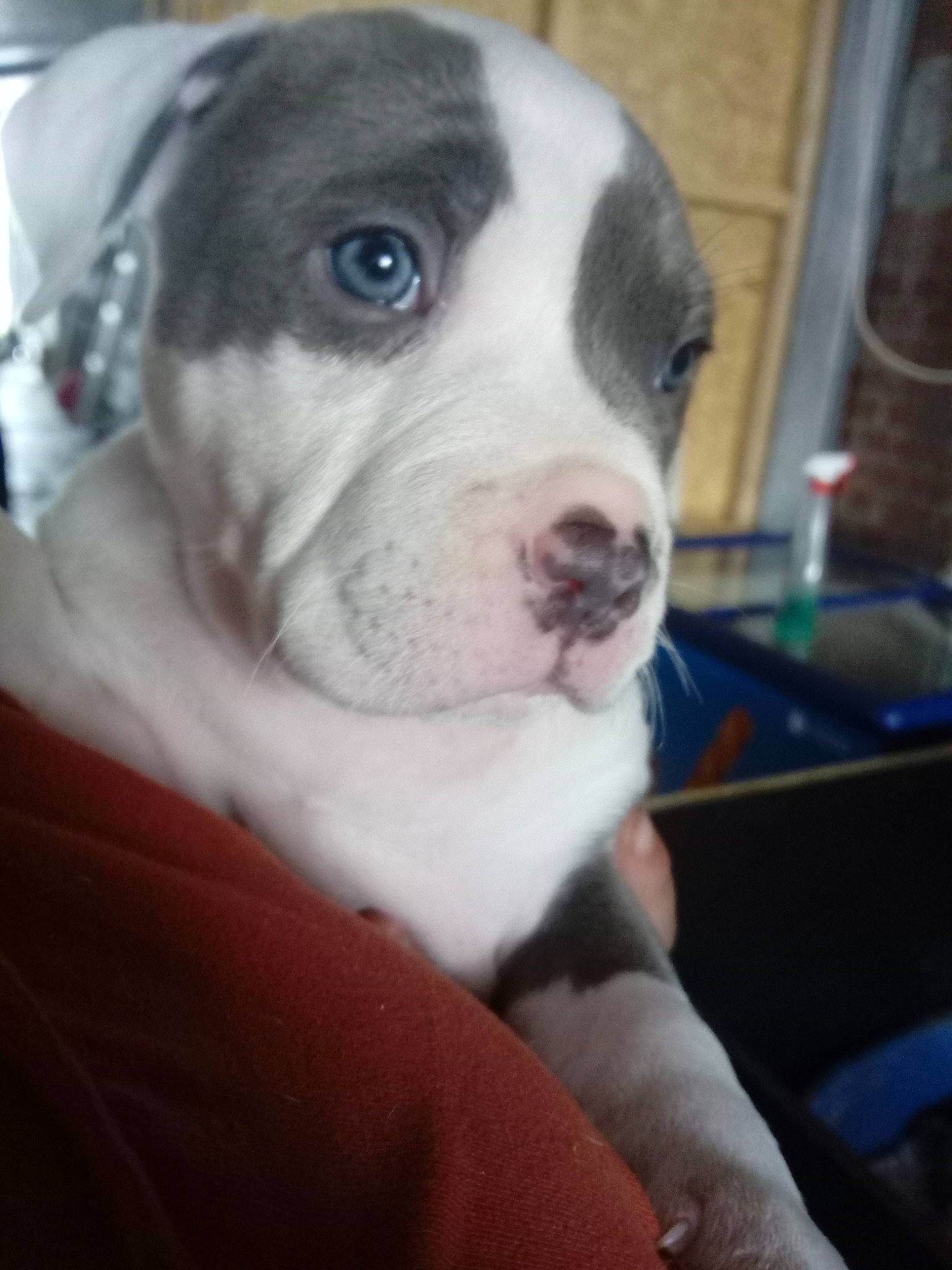 Saw participe au concours pour gagner de l'argent avec cette photo : canidae, carnivore, collar, comfort, companion_dog, dog, dog_breed, ear, fawn, fur, molosser, non_sporting_group, snout, sporting_group, terrestrial_animal, whiskers, working_animal