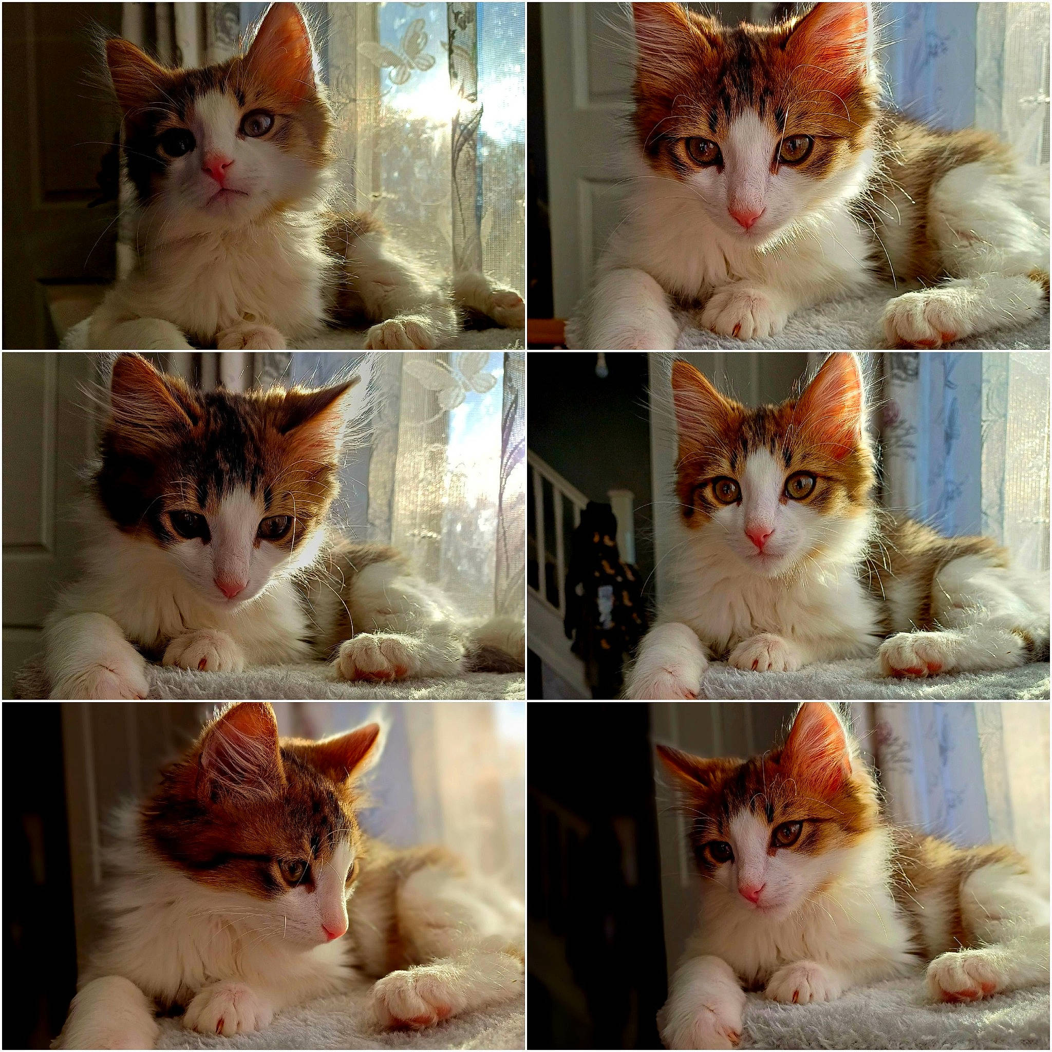 Floki joined the competition — help win amazing prizes! art, beauty, carnivore, cat, collage, domestic_short_haired_cat, facial_expression, felidae, fur, iris, organism, paw, photo_caption, photograph, small_to_medium_sized_cats, snout, tail, whiskers, white, window