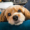 animal, background_blur, close_up, companion, cozy, cushion, cute, dog, eyes, face, fluffy, fur, home, indoor, nose, pet, portrait, relaxed, resting, teal