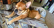 Maverick joined the competition — help win amazing prizes! dog, french_bulldog, pet, sleepy, stretching, armchair, quilt, patterned_fabric, indoor, carpet, furniture, cozy, relaxed, brown_dog, ears, paw, living_room, home, resting, cute
