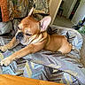 dog, french_bulldog, pet, sleepy, stretching, armchair, quilt, patterned_fabric, indoor, carpet, furniture, cozy, relaxed, brown_dog, ears, paw, living_room, home, resting, cute