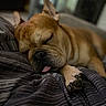 Maverick is registered to the contest to win money with this photo: dog, sleeping, tongue_out, bed, striped_bedspread, close_up, brown_dog, paw, indoor, cozy, resting, pet, canine, relaxed, fur, snout, ears, napping, domestic_animal, comfort