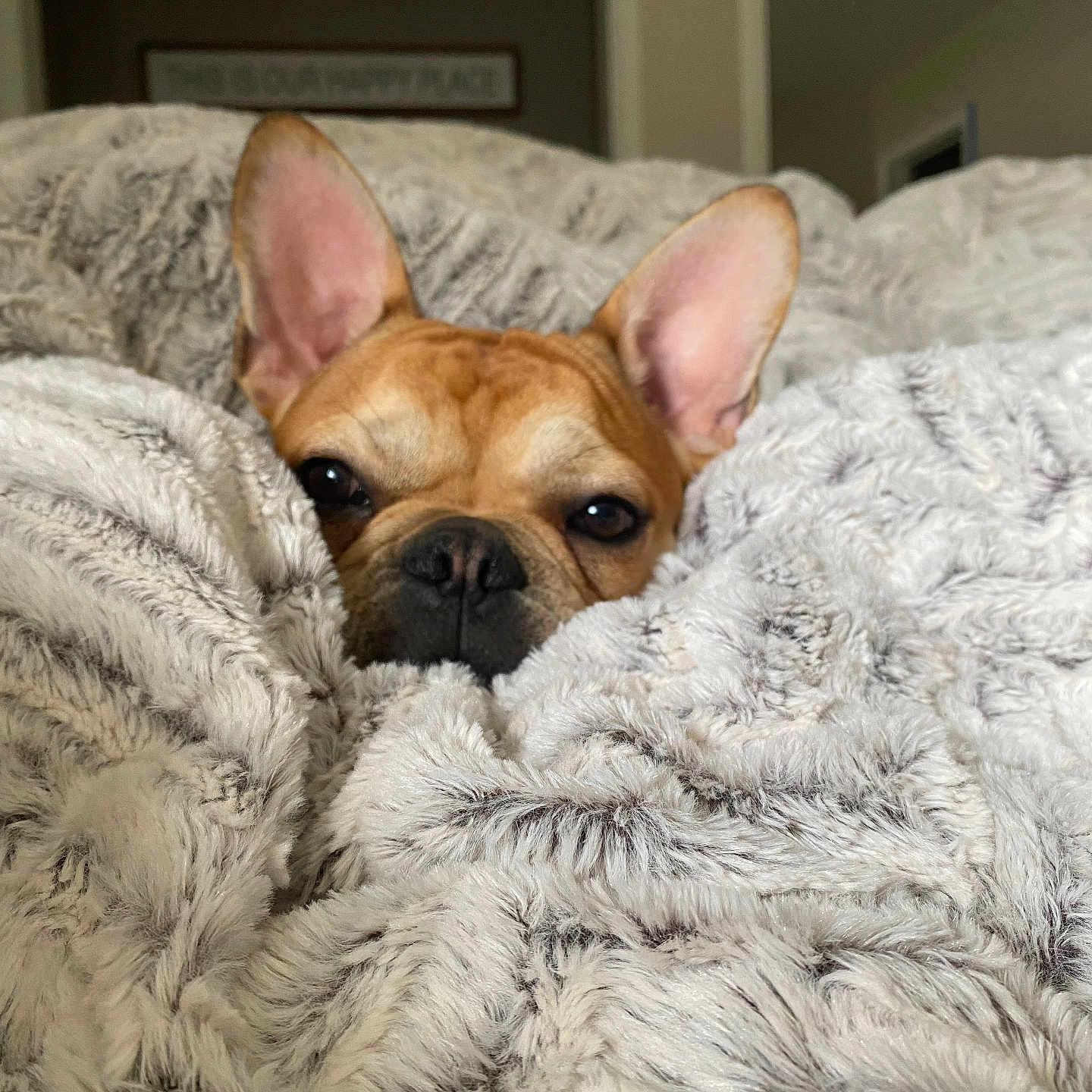 Maverick is registered to the contest to win money with this photo: dog, french_bulldog, blanket, cozy, ears, fur, indoor, pet, snug, soft_texture, resting, cute, animal, napping, comfort, home, close_up, brown_dog, relaxed, warm
