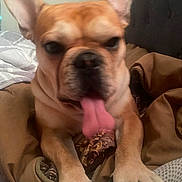 Maverick is registered to the contest to win money with this photo: dog, french_bulldog, tongue_out, pet, close_up, bed, blanket, pillow, indoor, animal, cute, ears, paws, resting, tan, canine, mammal, companion, domestic_animal, funny