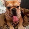 dog, french_bulldog, tongue_out, pet, close_up, bed, blanket, pillow, indoor, animal, cute, ears, paws, resting, tan, canine, mammal, companion, domestic_animal, funny