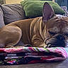 Maverick is registered to the contest to win money with this photo: dog, french_bulldog, sleeping, couch, quilt, pillow, indoor, pet, resting, brown_dog, fur, cozy, home, living_room, closeup, animal, relaxation, comfort, furniture, nap