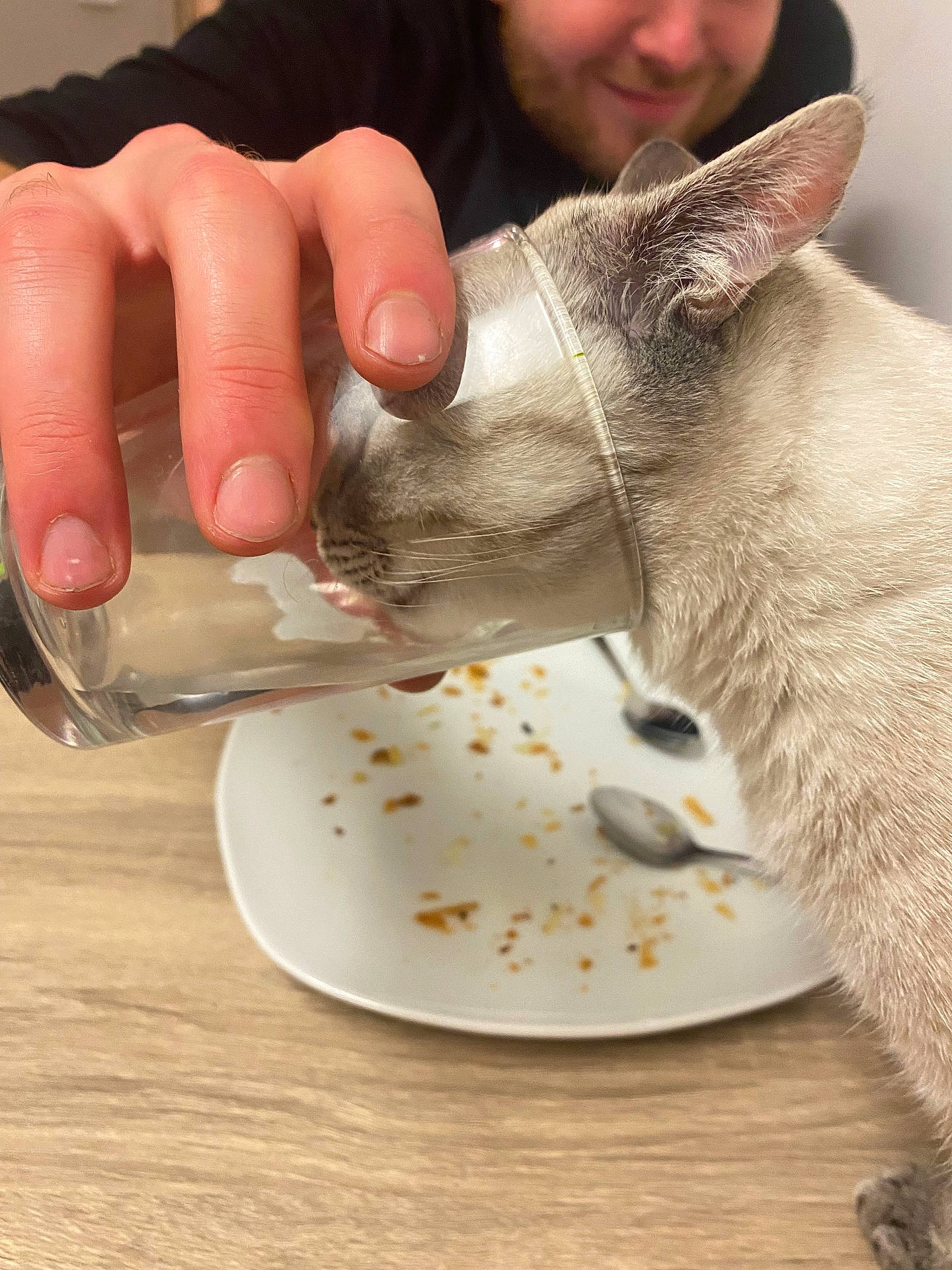 animal, baby, cat, cooking, cutlery, face, food, foodpresentation, furniture, grain, head, kitten, person, pet, plate, pouringfood, produce, seed, spoon, stain