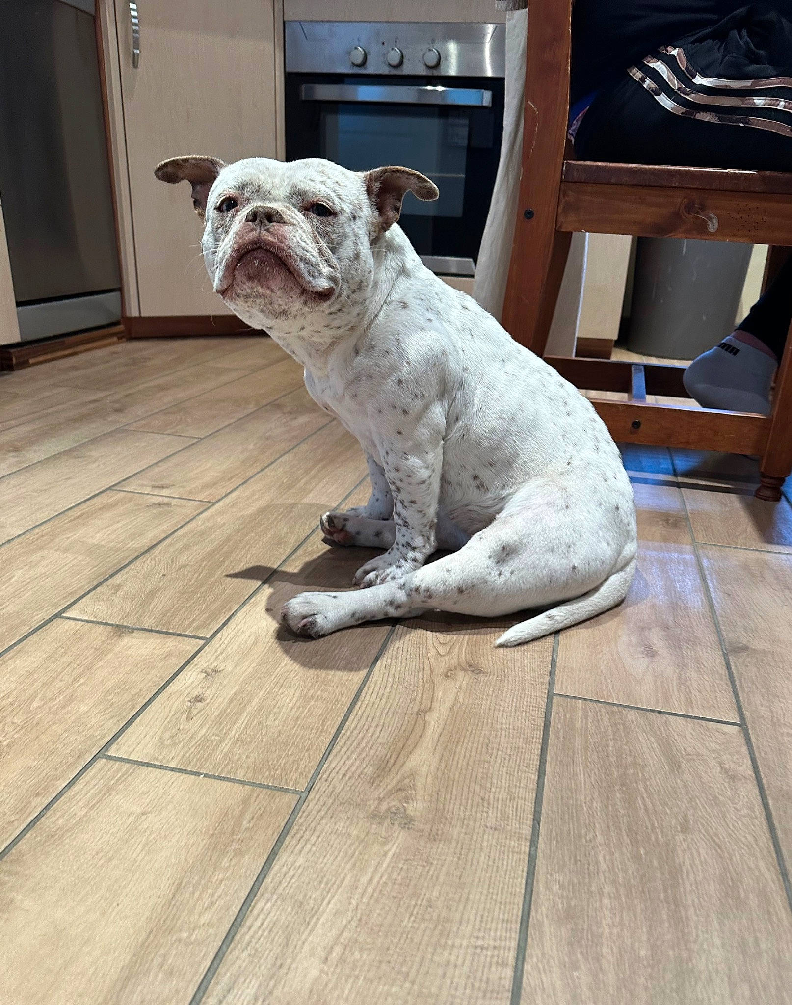 Cookies a rejoint le concours — aidez-le/la à gagner de superbes lots ! bulldog, carnivore, companion_dog, dog, dog_breed, door, fawn, felidae, flooring, hardwood, sculpture, snout, sporting_group, statue, tail, terrestrial_animal, whiskers, wood, working_animal, wrinkle