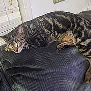 Kenia joined the competition — help win amazing prizes! cat, tabby, sleeping, feline, pet, indoor, couch, furniture, striped, relaxing, cozy, window, blinds, resting, animal, whiskers, paw, ears, fur, nap