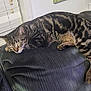 cat, tabby, sleeping, feline, pet, indoor, couch, furniture, striped, relaxing, cozy, window, blinds, resting, animal, whiskers, paw, ears, fur, nap