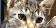 Tanner joined the competition — help win amazing prizes! animal, blur, cat, close_up, curious, cute, domestic_animal, ears, face, feline, fur, fuzzy, indoor, kitten, muzzle, pet, portrait, tabby, whiskers, young