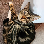 Tanner joined the competition — help win amazing prizes! animal, carpet, cat, closeup, curious, cute, domestic, ears, eyes, feline, fur, indoor, lookingup, mammal, pet, relaxed, resting, striped, tabby, whiskers