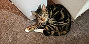 Tanner joined the competition — help win amazing prizes! animal, carpet, cat, corner, cozy, curious, cute, domestic_cat, floor, fur, indoor, laundry_hamper, mammal, pet, relaxed, resting, small, striped_cat, tabby, whiskers