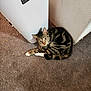 Tanner joined the competition — help win amazing prizes! animal, carpet, cat, corner, cozy, curious, cute, domestic_cat, floor, fur, indoor, laundry_hamper, mammal, pet, relaxed, resting, small, striped_cat, tabby, whiskers