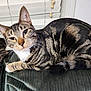 Tanner is registered to the contest to win money with this photo: animal, cat, closeup, cute, domestic_cat, ears, feline, fur, green_fabric, indoor, laying_down, mammal, pet, relaxed, resting, striped, tabby, tail, whiskers, window_blinds