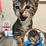 Tanner joined the competition — help win amazing prizes! animal, background, care, cat, closeup, container, cute, eyes, face, fur, gloves, hand, indoor, kitten, mouth_open, newborn, pet, small, tabby, young