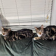 Tanner And Kenai is registered to the contest to win money with this photo: cat, tabby_cat, feline, pet, indoor, couch, furniture, window, blinds, resting, two_animals, striped, domestic, relaxed, home, cozy, animal, mammal, whiskers, ears