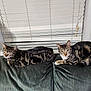 animal, blinds, cat, couch, cozy, domestic, ears, feline, furniture, home, indoor, mammal, pet, relaxed, resting, striped, tabby_cat, two_animals, whiskers, window