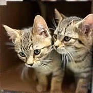 Tanner And Kenai joined the competition — help win amazing prizes! cat, kitten, tabby, feline, animal, pet, cute, whiskers, ears, curious, two, young, indoor, soft_focus, closeup, adorable, companions, looking, friends, mammal
