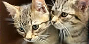 Tanner And Kenai joined the competition — help win amazing prizes! adorable, animal, cat, closeup, companions, curious, cute, ears, feline, friends, indoor, kitten, looking, mammal, pet, soft_focus, tabby, two, whiskers, young