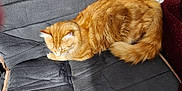 Sonny joined the competition — help win amazing prizes! animal, calm, cat, cozy, cushion, cute, domestic_animal, feline, fur, gray_cushion, indoor, orange_cat, pet, quiet, relaxing, resting, sleeping, soft_light, tail, whiskers