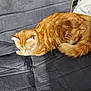 animal, calm, cat, cozy, cushion, cute, domestic_animal, feline, fur, gray_cushion, indoor, orange_cat, pet, quiet, relaxing, resting, sleeping, soft_light, tail, whiskers