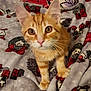 animal, blanket, cat, christmas, closeup, curious, cute, ears, feline, front_paw, holiday, indoor, kitten, orange_tabby, pet, snowman, soft_texture, whiskers, wreath, young