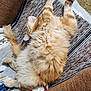 belly_up, blanket, cat, comfort, couch, cozy, feline, fluffy, fur, home, indoor, napping, orange_tabby, paw, pet, relaxed, resting, sleeping, tail, woven