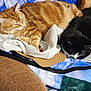 black_and_white_cat, blanket, cat, closeup, comfort, couch, cozy, domestic_animal, feline, fur, household, indoor, nap, orange_cat, pet, relaxation, resting, sleeping, soft, two_cats