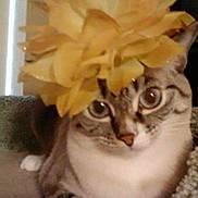 Shirley Robinson is registered to the contest to win money with this photo: cat, flower, yellow_flower, pet, animal, indoor, fur, whiskers, eyes, paws, relaxed, cute, mammal, tabby, striped, domestic_cat, close_up, laying, headwear, curious
