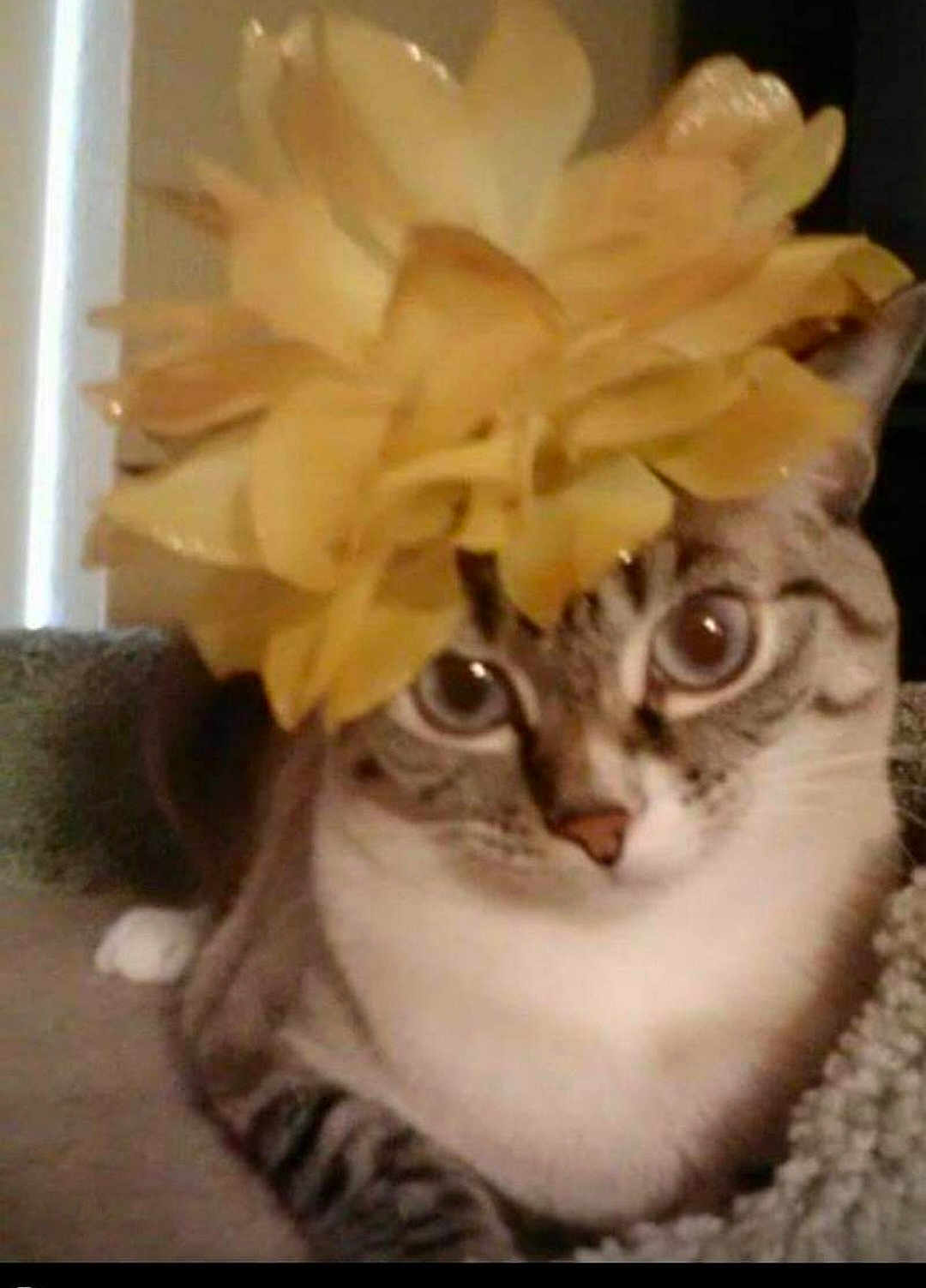 Shirley Robinson is registered to the contest to win money with this photo: cat, flower, yellow_flower, pet, animal, indoor, fur, whiskers, eyes, paws, relaxed, cute, mammal, tabby, striped, domestic_cat, close_up, laying, headwear, curious