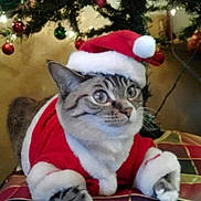 Bella is registered to the contest to win money with this photo: cat, santa_hat, santa_clothes, christmas_tree, ornaments, holiday, festive, indoor, pet, cute, animal, feline, costume, decorations, lights, cushion, striped, tabby, relaxed, holiday_season
