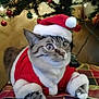 cat, santa_hat, santa_clothes, christmas_tree, ornaments, holiday, festive, indoor, pet, cute, animal, feline, costume, decorations, lights, cushion, striped, tabby, relaxed, holiday_season