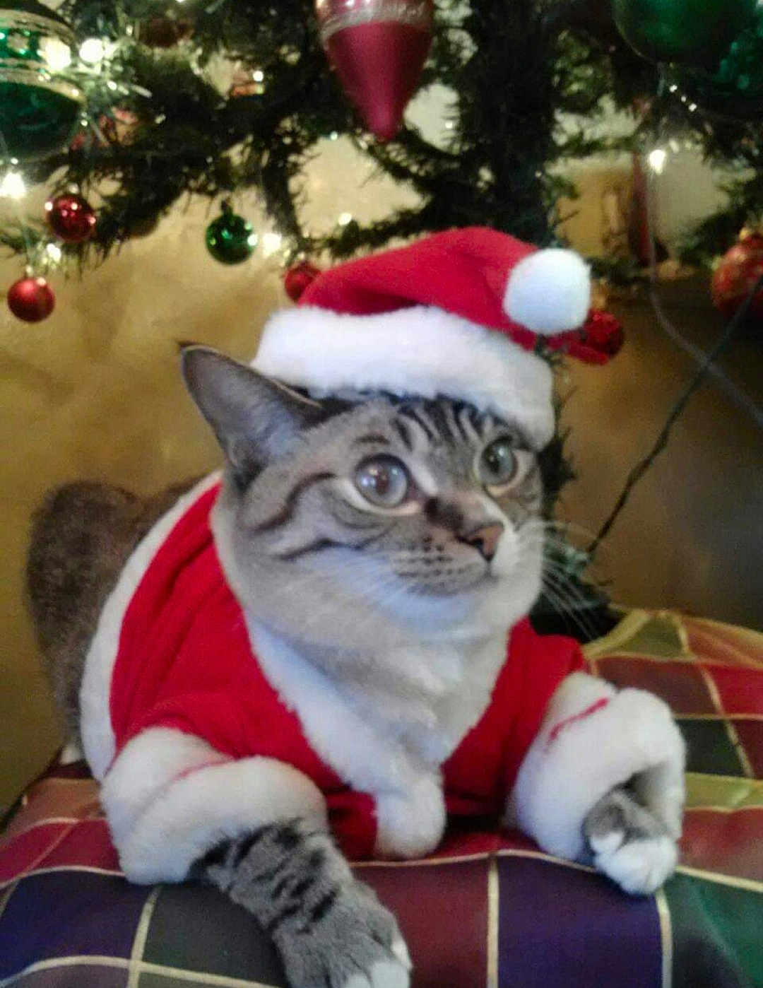 Bella