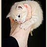 animal, black_background, cat, clinging, close_up, cream_colored, curious, cute, domestic_cat, foot, furry, holding, human_hand, indoor, kitten, pet, playful, small, soft_texture, young_animal