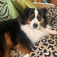 Sophia joined the competition — help win amazing prizes! dog, tricolor, blue_eye, brown_eye, fluffy, leopard_print, blanket, couch, cushion, indoor, cozy, relaxed, pet, animal, fur, paw, resting, comfortable, home, sleepy